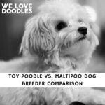 Toy Poodle vs. Maltipoo