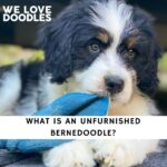 Unfurnished Bernedoodle