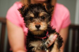 Unique Toy Poodles and More (Yorkie Poo SC)