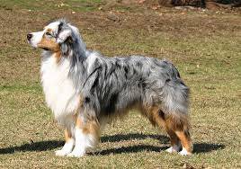 Do Blue Merle Cavapoos Exist?