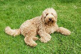 What Is a Golden Labradoodle?