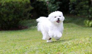 Different Types of Maltipoo Maturity