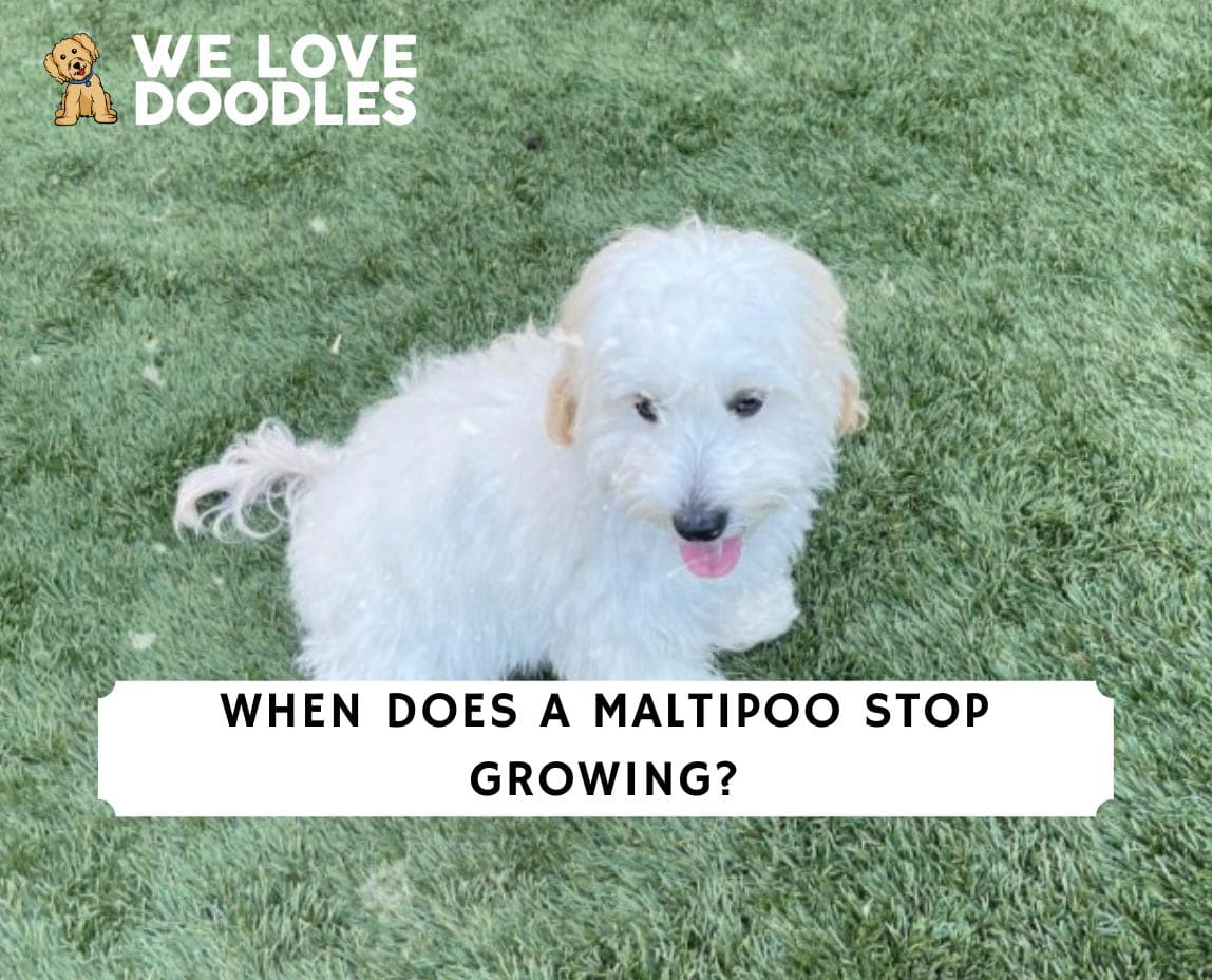 When Does a Maltipoo Stop Growing