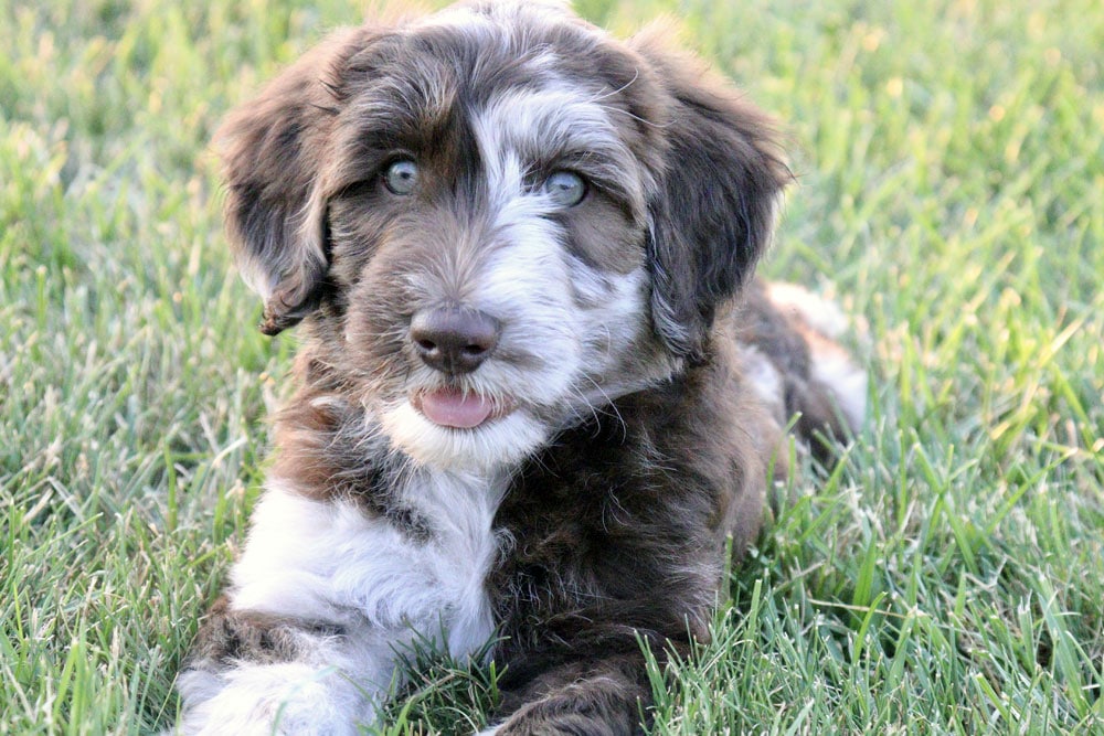 When Is an F1 Aussiedoodle Full Grown? (2024) We Love Doodles