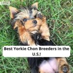 Yorkie Chon puppies for sale