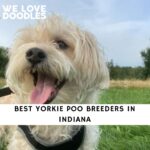 Yorkie Poo Breeders in Indiana