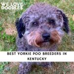 Yorkie Poo Breeders in Kentucky