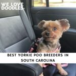 Yorkie Poo Breeders in South Carolina