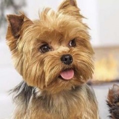 Yorkie Poo Puppies For Sale in Indiana