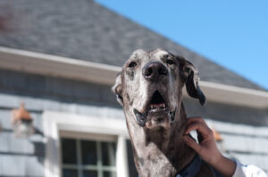 Above and Beyond Great Dane Rescue (Maine GD)