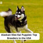Alaskan Klee Kai Puppies