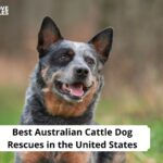 Australian Cattle Dog Rescues