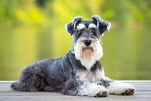 Choosing a Schnauzer Rescue Shelter in Ohio