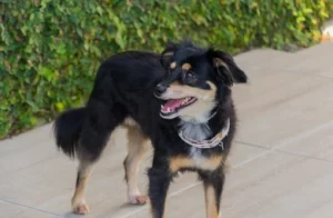 BLK MUT, LLC (PetColumbus)