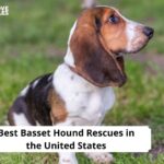 Basset Hound Rescues