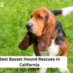 Basset Hound Rescues in California