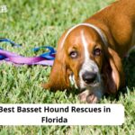 Basset Hound Rescues in Florida