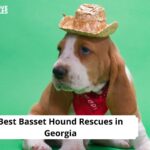 Basset Hound Rescues in Georgia