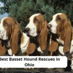 Basset Hound Rescues in Ohio