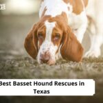 Basset Hound Rescues in Texas