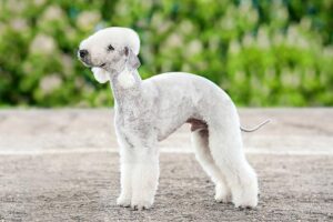 a dog that looks like a sheep