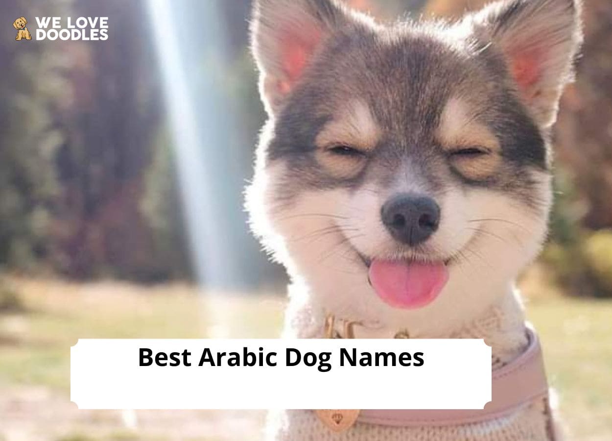 hipster-girl-dog-names-store-www-aikicai