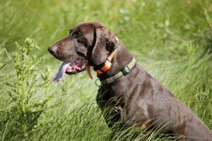 Can you use a shock collar best sale on a wet dog