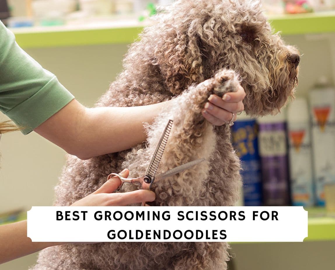 which dog grooming scissors are best