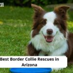 Border Collie Rescues in Arizona