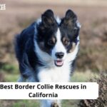 Border Collie Rescues in California