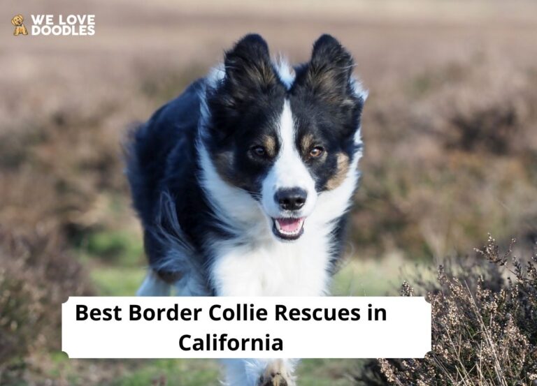 5 Best Border Collie Rescues in California! - We Love Doodles