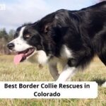 Border Collie Rescues in Colorado