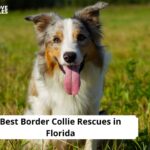 Border Collie Rescues in Florida
