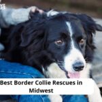 Border Collie Rescues in Midwest