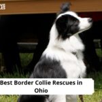 Border Collie Rescues in Ohio