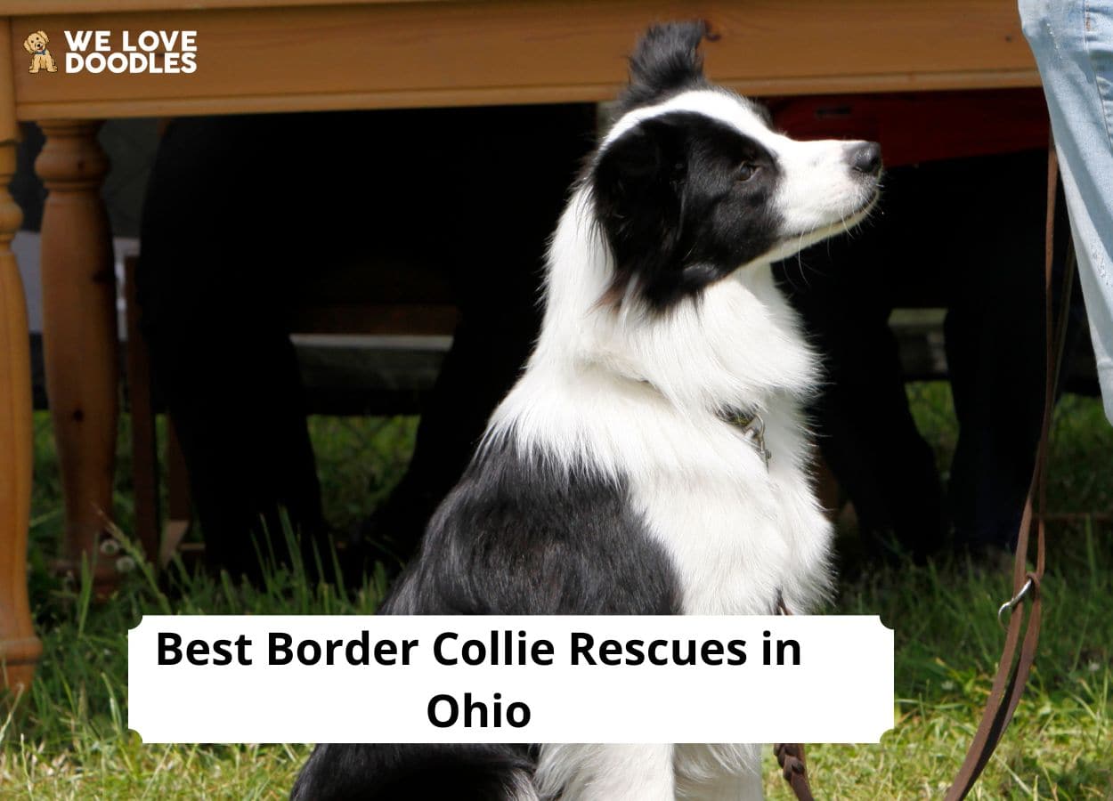 are border collies good as emotion support dogs