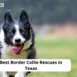 Border Collie Rescues in Texas