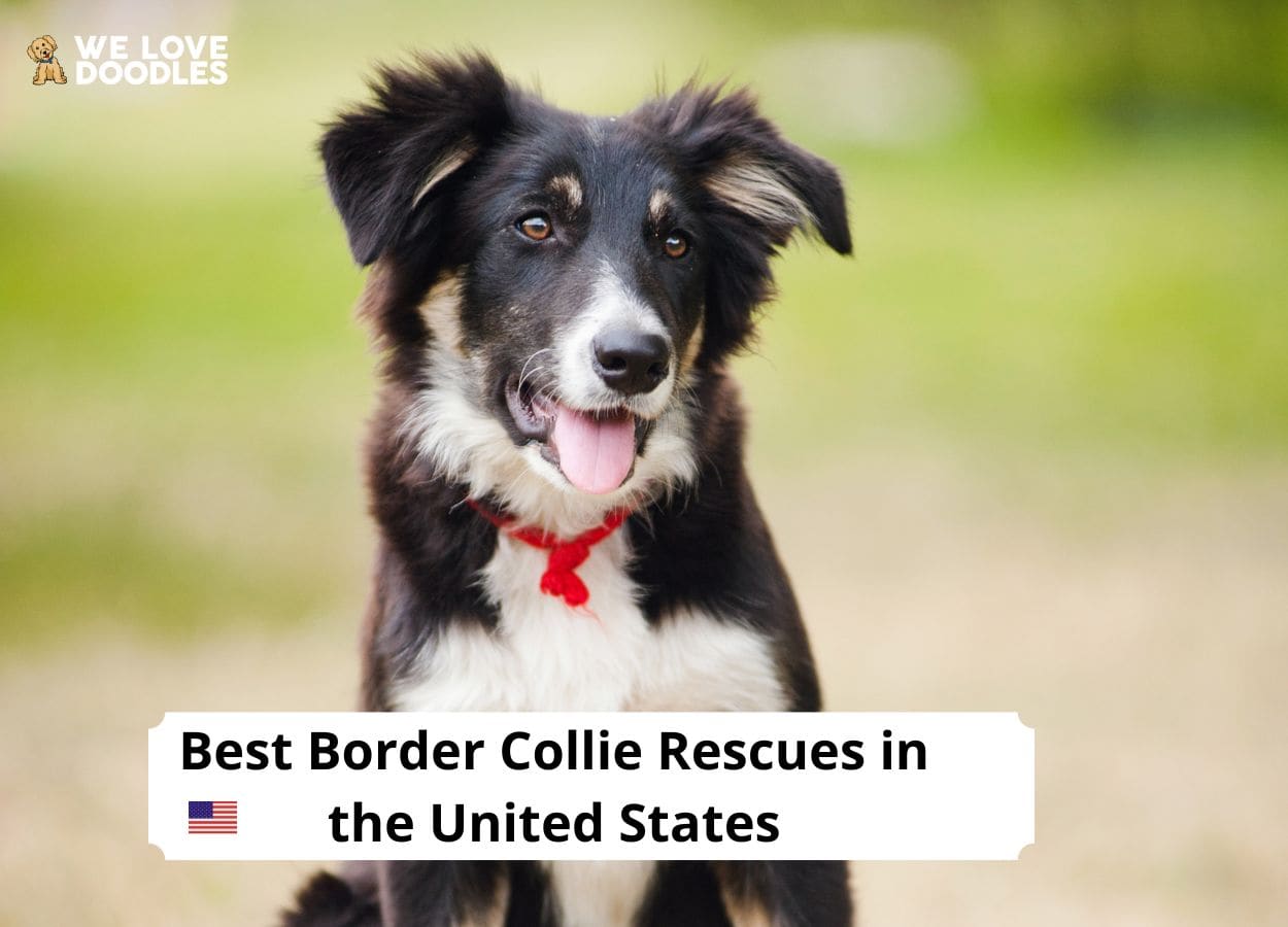 Blue Ridge Border Collie Rescue