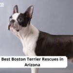 Boston Terrier Rescues in Arizona