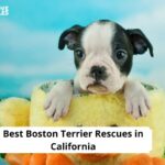 Boston Terrier Rescues in California