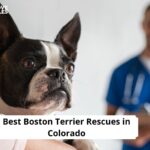 Boston Terrier Rescues in Colorado