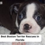 Boston Terrier Rescues in Florida