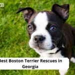 Boston Terrier Rescues in Georgia