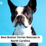 Boston Terrier Rescues in North Carolina
