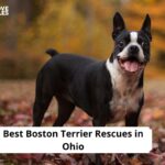 Boston Terrier Rescues in Ohio