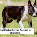 Boston Terrier Rescues in Oklahoma