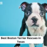 Boston Terrier Rescues in Texas