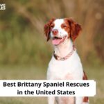 Brittany Spaniel Rescues
