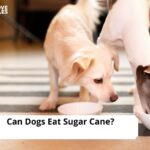 Can Dogs Eat Sugar Cane