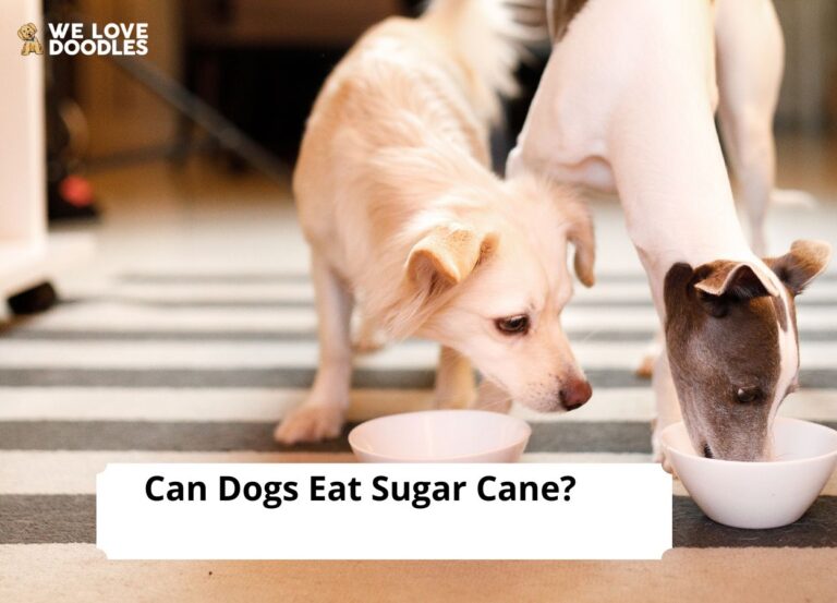 Can Dogs Eat Sugar Cane
